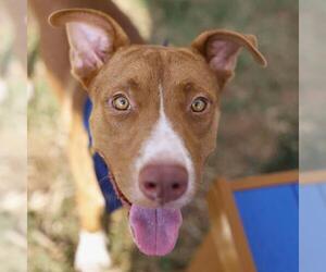 American Staffordshire Terrier-Unknown Mix Dogs for adoption in San Antonio, TX, USA
