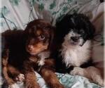 Small Photo #6 Aussie-Poo-Aussiedoodle Mix Puppy For Sale in ANNISTON, AL, USA