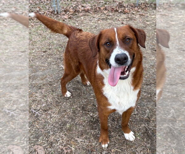 Medium Photo #2 Affenpinscher-Unknown Mix Puppy For Sale in Boston, MA, USA