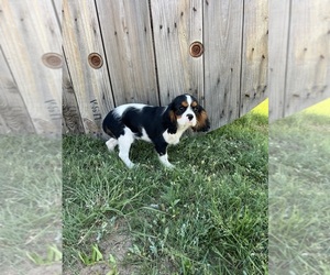 Cavalier King Charles Spaniel Puppy for sale in KRESS, TX, USA