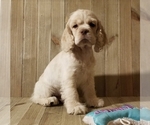 Puppy Jackson Cocker Spaniel