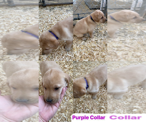 Medium Photo #1 Labrador Retriever Puppy For Sale in ARGYLE, WI, USA
