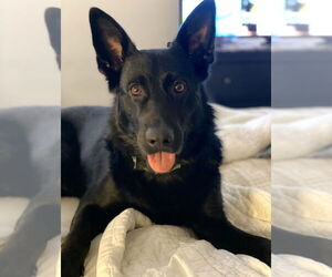 German Shepherd Dog-Unknown Mix Dogs for adoption in Brewster, NY, USA