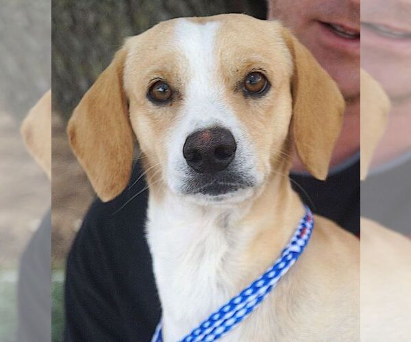 Medium Photo #1 Jack Russell Terrier-Unknown Mix Puppy For Sale in Carrollton, TX, USA