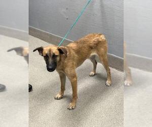 German Shepherd Dog-Unknown Mix Dogs for adoption in Las Vegas, NV, USA