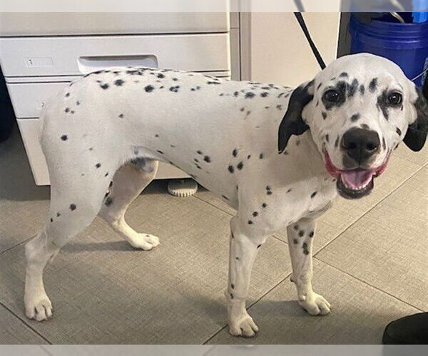 Medium Photo #1 Dalmatian Puppy For Sale in Rancho Cucamonga, CA, USA