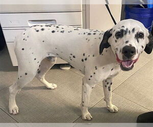 Dalmatian Dogs for adoption in Rancho Cucamonga, CA, USA