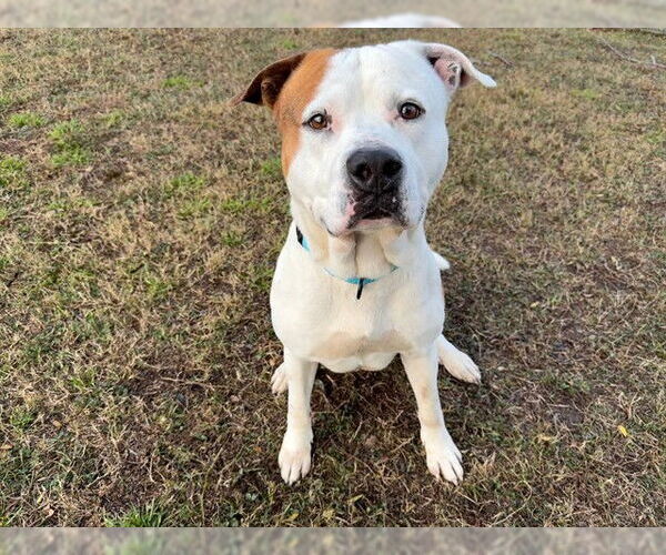 Medium Photo #1 Staffordshire Bull Terrier Puppy For Sale in Ocala, FL, USA