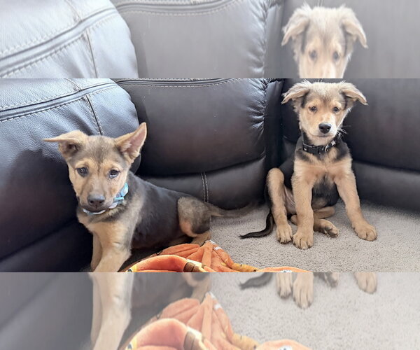 Medium Photo #2 German Shepherd Dog Puppy For Sale in MIDWAY, UT, USA