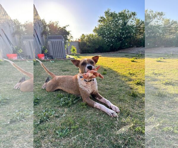 Medium Photo #2 Red Heeler-Unknown Mix Puppy For Sale in Chandler, AZ, USA