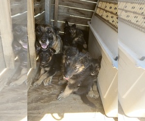 Mother of the German Shepherd Dog puppies born on 04/17/2025