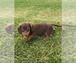 Small #3 Dachshund