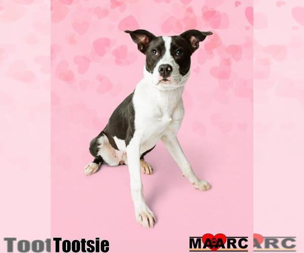 Medium Photo #9 Mutt Puppy For Sale in Maryville, TN, USA