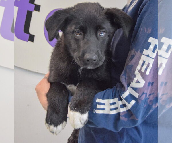 Medium Photo #2 Gerberian Shepsky Puppy For Sale in Huntley, IL, USA