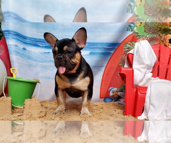 Medium Photo #8 French Bulldog Puppy For Sale in MARYVILLE, TN, USA