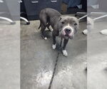 Small American Pit Bull Terrier Mix