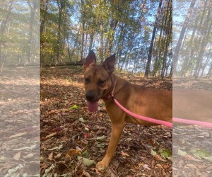 Markie - Female Mutt Dog for Adoption - Photo #2