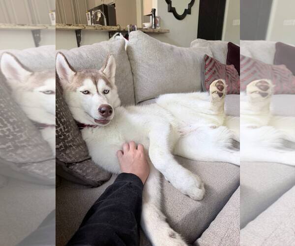Medium Photo #3 Siberian Husky Puppy For Sale in Carrollton, TX, USA