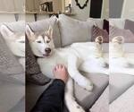 Small #2 Siberian Husky