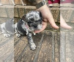 Small #11 French Bulldog