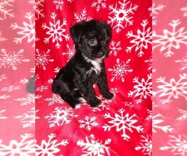 Medium Photo #20 YorkiePoo Puppy For Sale in LAPEER, MI, USA