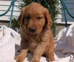 Small #5 Golden Retriever