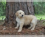 Small Photo #6 Goldendoodle Puppy For Sale in BERLIN, NJ, USA