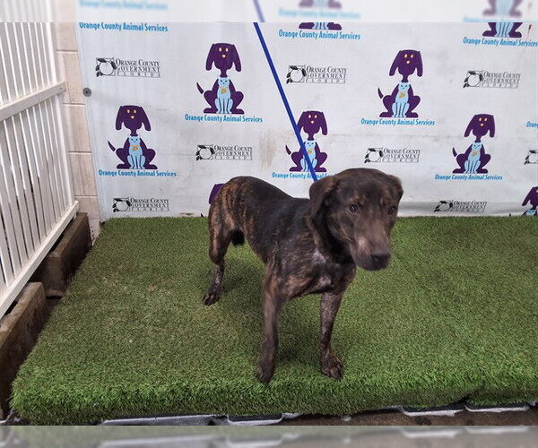 Medium Photo #1 Plott Hound-Unknown Mix Puppy For Sale in Orlando, FL, USA