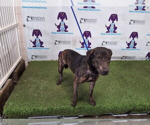 Plott Hound-Unknown Mix Dogs for adoption in Orlando, FL, USA