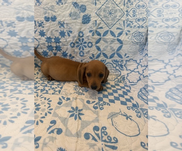Medium Photo #4 Dachshund Puppy For Sale in WILEY, CO, USA