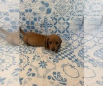 Small #3 Dachshund