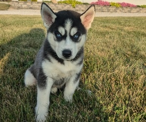 Siberian Husky Puppy for sale in GOSHEN, IN, USA