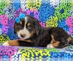 Small Photo #2 Greater Swiss Mountain Dog Puppy For Sale in AIRVILLE, PA, USA
