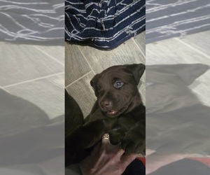 Labrador Retriever Puppy for sale in ZEPHYRHILLS, FL, USA