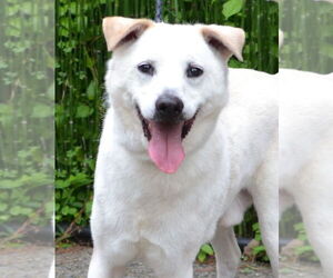 Labrador Retriever-Unknown Mix Dogs for adoption in Enfield, CT, USA