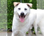 Small Labrador Retriever Mix
