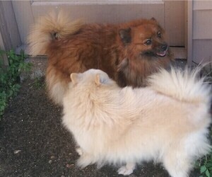 Pomeranian Puppy for sale in TITUSVILLE, FL, USA