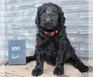 Labradoodle Puppy for sale in ALBANY, OR, USA