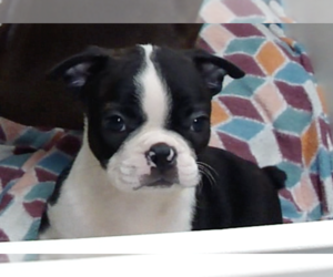 Boston Terrier Puppy for sale in CRKD RVR RNCH, OR, USA