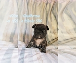 Small Photo #1 French Bulldog Puppy For Sale in NOONDAY, TX, USA