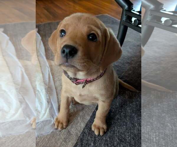 Medium Photo #1 Labrador Retriever-Unknown Mix Puppy For Sale in Plainfield, IL, USA