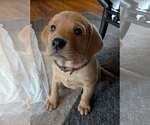 Small Labrador Retriever Mix