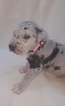 Small Photo #1 Great Dane Puppy For Sale in NEW CAMBRIA, MO, USA