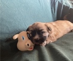 Puppy Barbarossa HOLD Bulldog