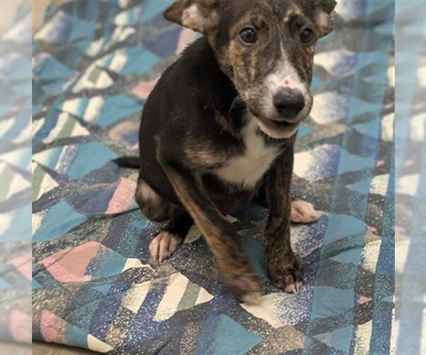 Medium Photo #1 Labrador Retriever-Unknown Mix Puppy For Sale in Texas City, TX, USA