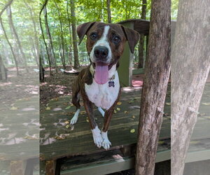 Mutt Dogs for adoption in McCormick, SC, USA