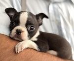 Puppy 1 Boston Terrier