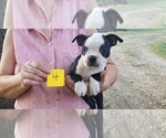Small Photo #1 Boston Terrier Puppy For Sale in CALDWELL, TX, USA