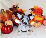 Puppy Freckles Chihuahua