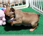 Small Photo #39 French Bulldog Puppy For Sale in WINNSBORO, TX, USA